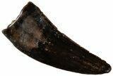 Serrated Dromaeosaurid Theropod (Acheroraptor) Tooth - Montana #306579-1